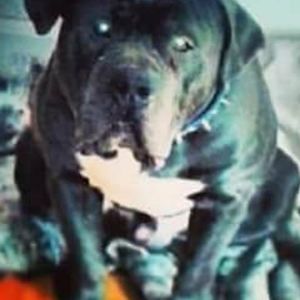 Meet your Posher, Walker